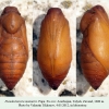 pseudochazara mamurra talysh pupa 1